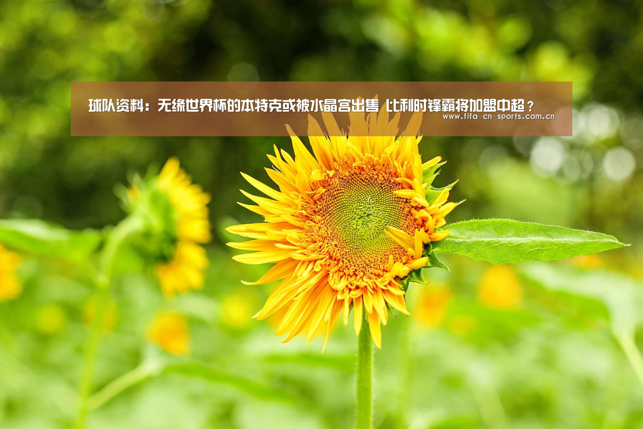 世界杯资讯